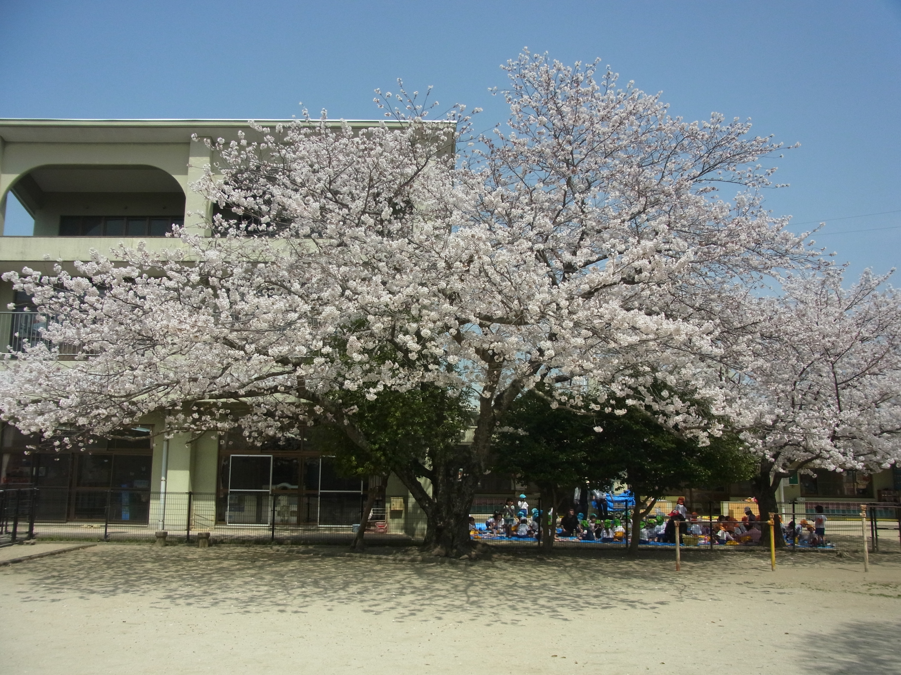 お花見１