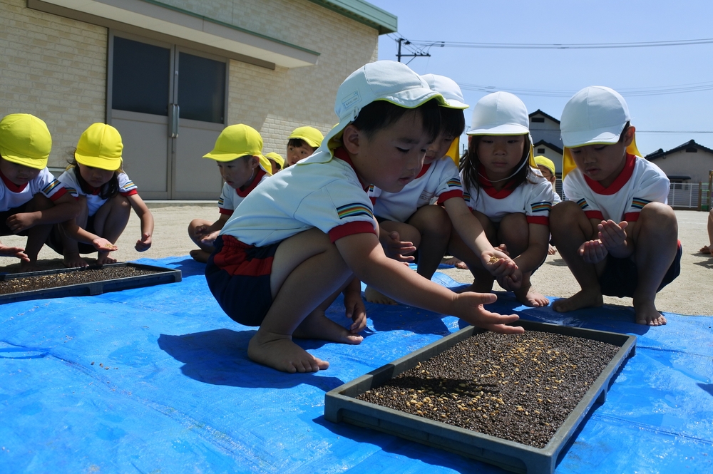 田植え25-3