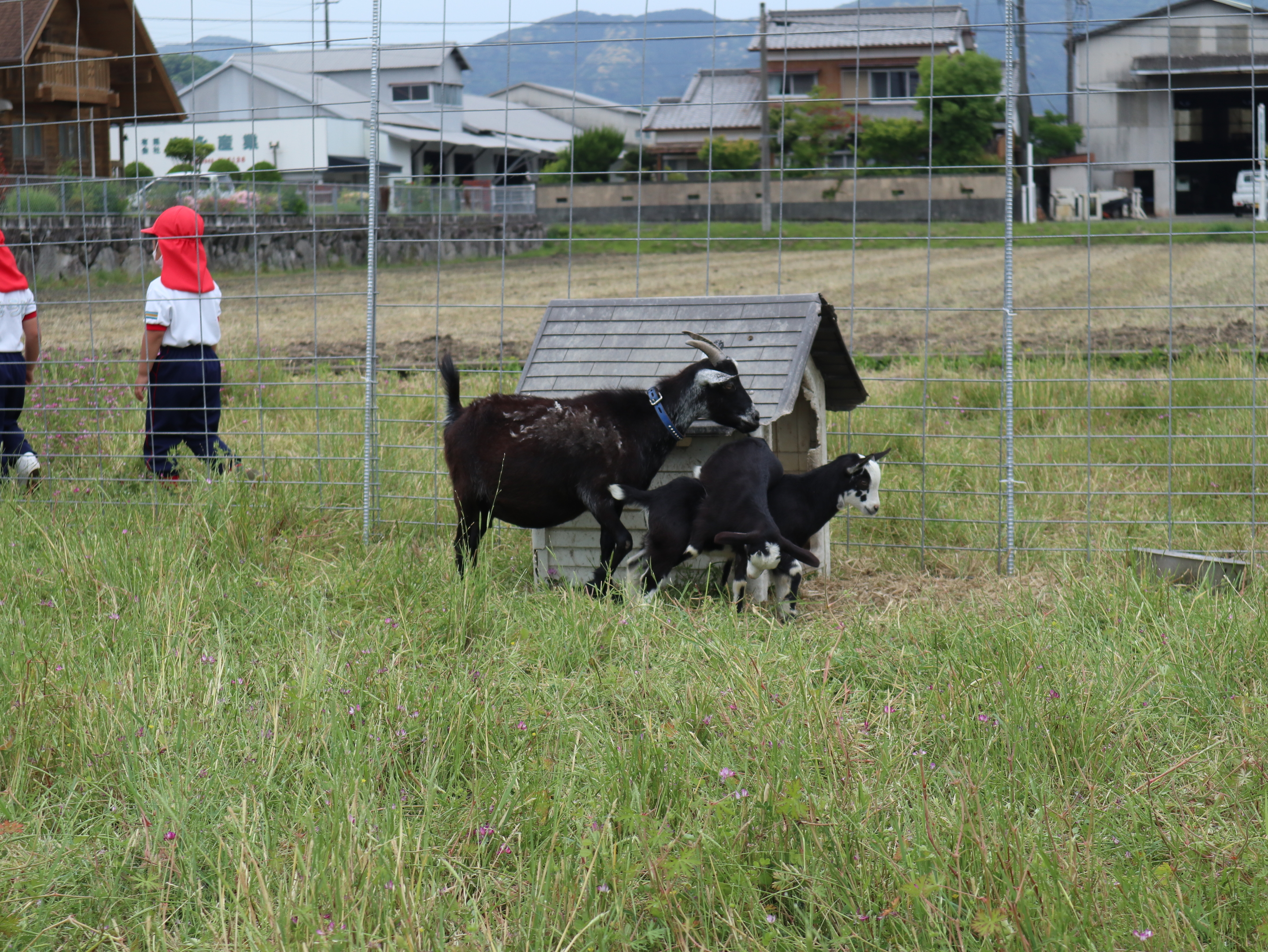 やぎ22-8